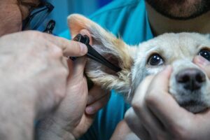 Vet inspecting a dogs ears